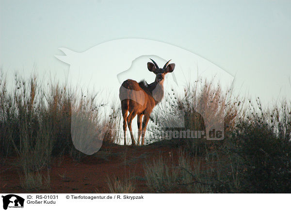 Groer Kudu / RS-01031