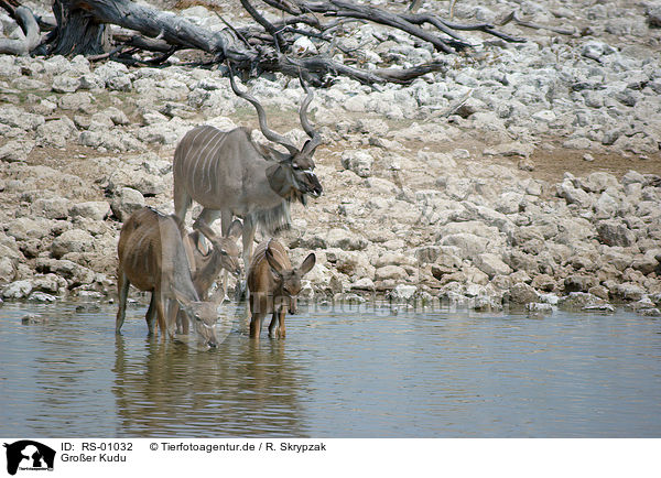 Groer Kudu / greater kudu / RS-01032