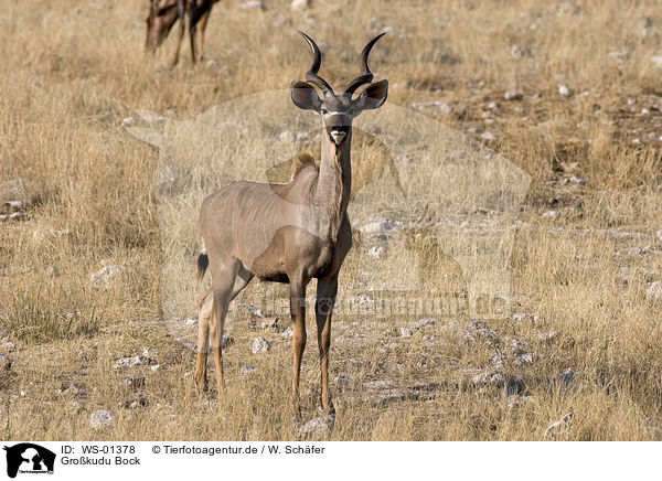 Grokudu Bock / greater kudu / WS-01378