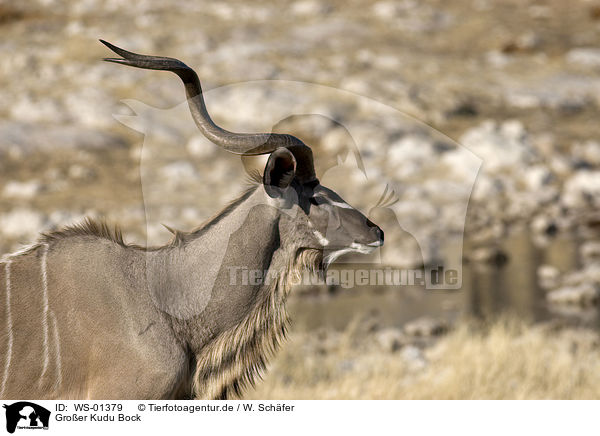 Groer Kudu Bock / WS-01379