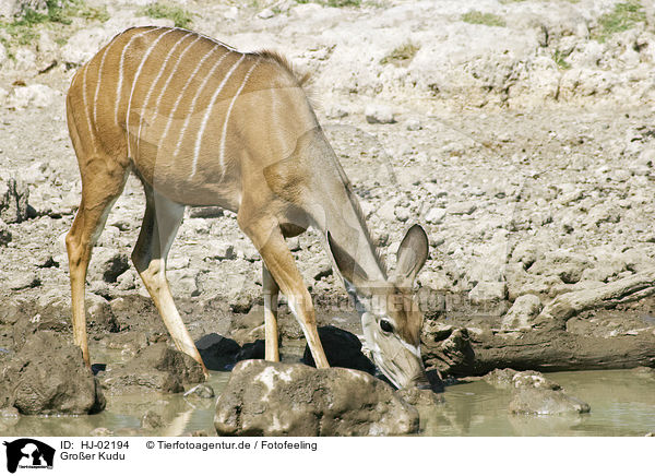 Groer Kudu / HJ-02194