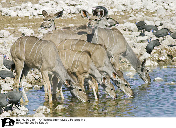 trinkende Groe Kudus / drinking greater kudus / HJ-03015