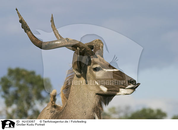 Groer Kudu Portrait / greater kudu portrait / HJ-03067