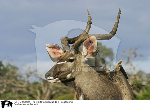 Groer Kudu Portrait / HJ-03069
