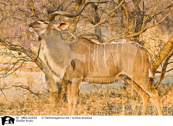 Groer Kudu / greater kudu / MBS-02652