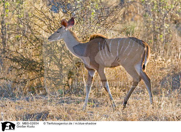Groer Kudu / greater kudu / MBS-02654