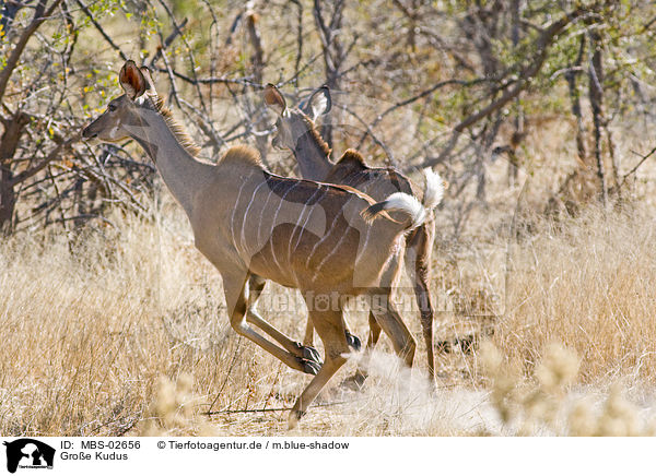 Groe Kudus / greater kudus / MBS-02656