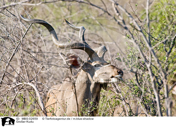 Groer Kudu / greater kudu / MBS-02659