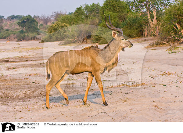 Groer Kudu / greater kudu / MBS-02669