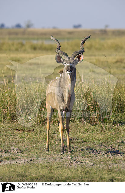 Groer Kudu / WS-03619