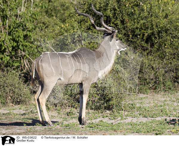 Groer Kudu / WS-03622