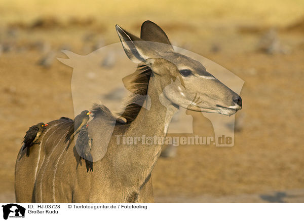 Groer Kudu / HJ-03728