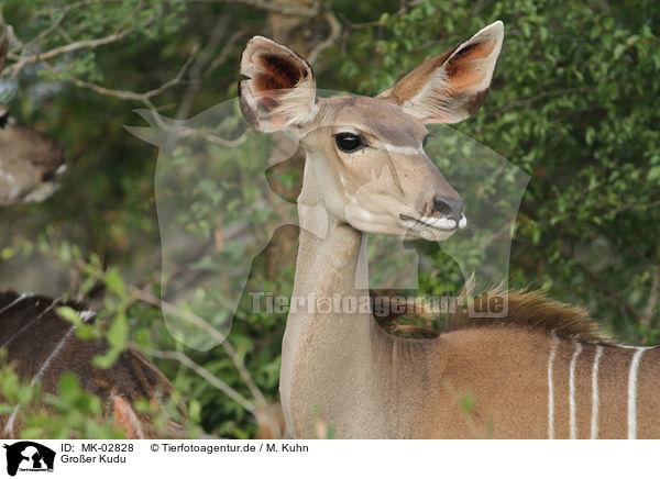 Groer Kudu / greater kudu / MK-02828