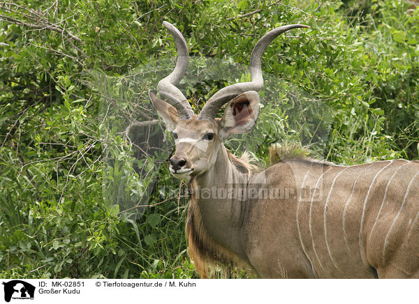 Groer Kudu / MK-02851