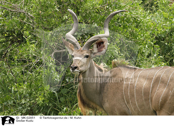 Gro�er Kudu / MK-02851