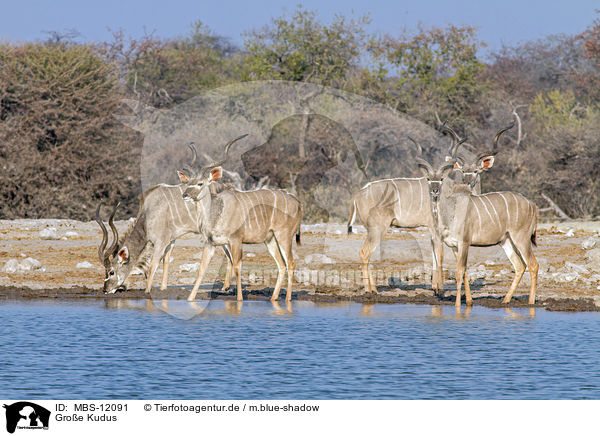 Gro�e Kudus / MBS-12091