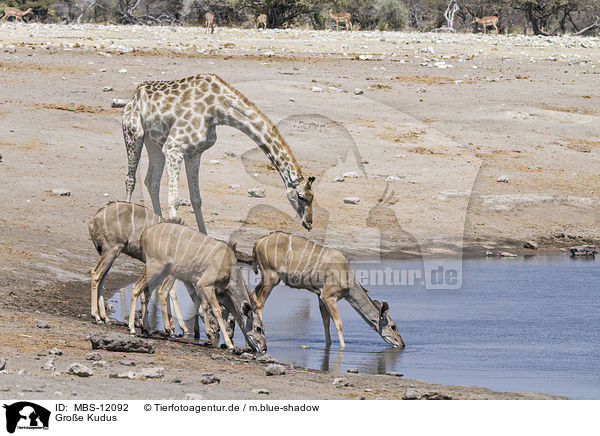 Gro�e Kudus / MBS-12092