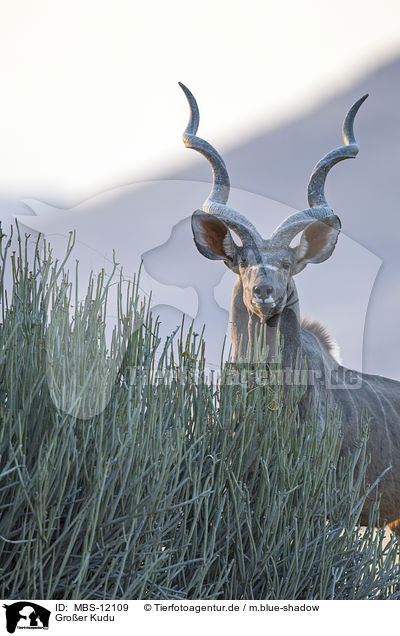 Groer Kudu / MBS-12109