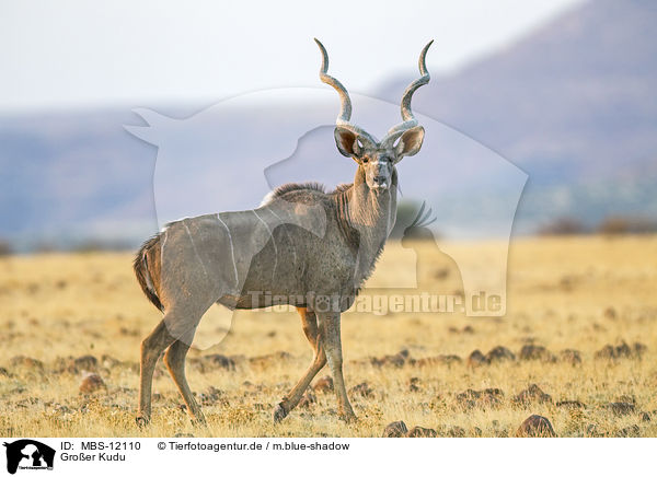 Groer Kudu / greater kudu / MBS-12110