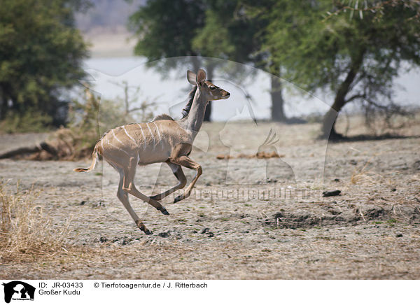 Groer Kudu / greater kudu / JR-03433