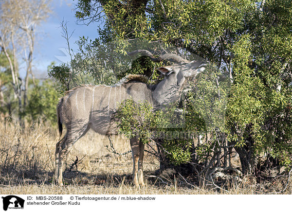 stehender Groer Kudu / MBS-20588