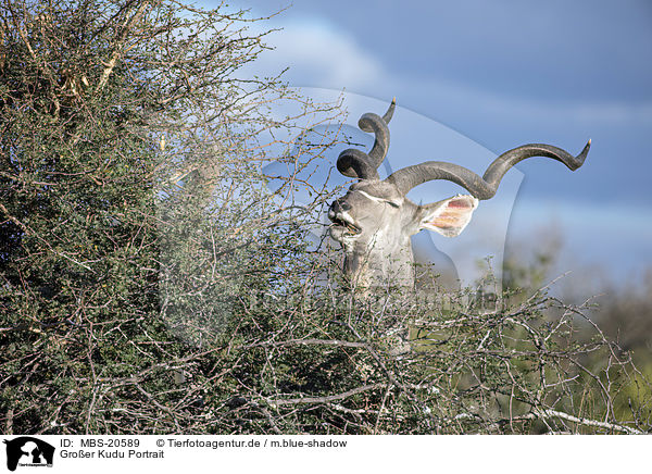 Groer Kudu Portrait / MBS-20589