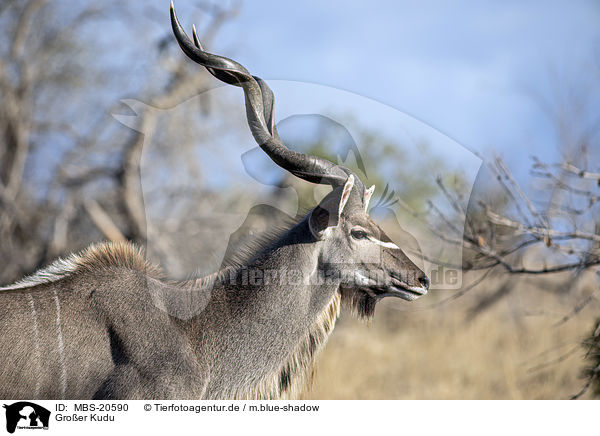 Groer Kudu / Zambezi Greater Kudu / MBS-20590