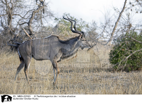 laufender Groer Kudu / MBS-20593