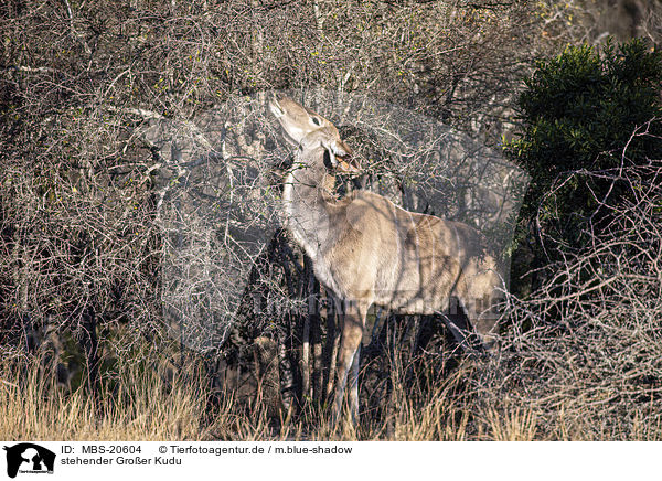 stehender Groer Kudu / MBS-20604