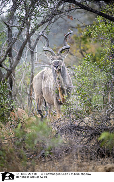 stehender Groer Kudu / standing Zambezi Greater Kudu / MBS-20648