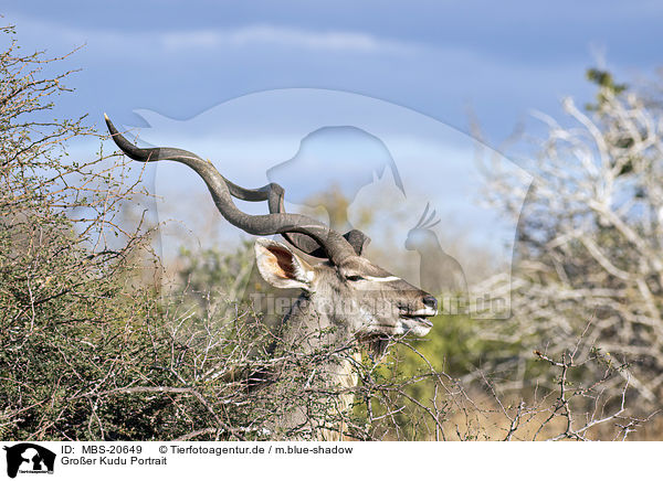 Groer Kudu Portrait / MBS-20649