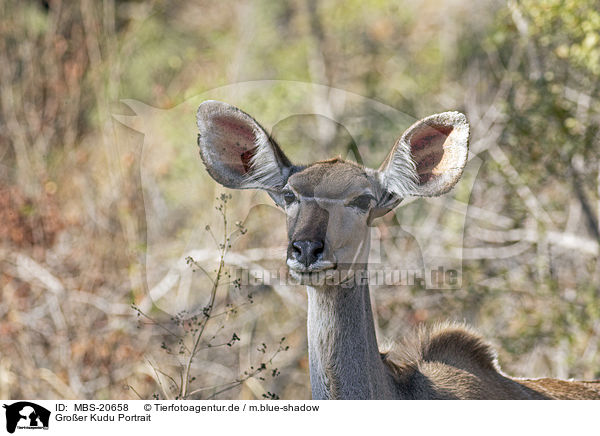 Groer Kudu Portrait / MBS-20658