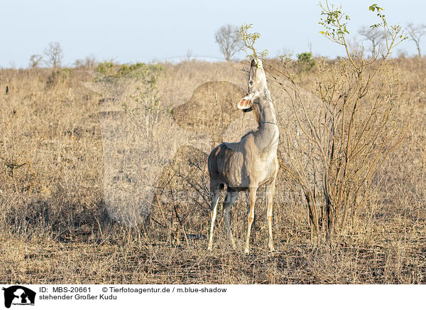 stehender Groer Kudu / standing Zambezi Greater Kudu / MBS-20661