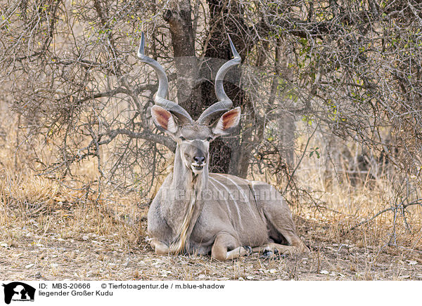 liegender Groer Kudu / lying Zambezi Greater Kudu / MBS-20666
