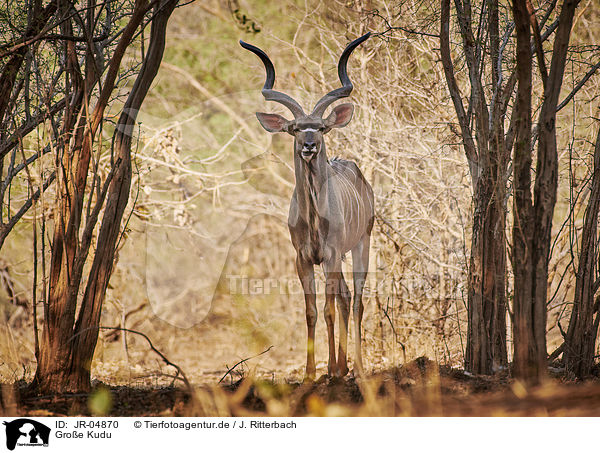 Groe Kudu / greater kudu / JR-04870