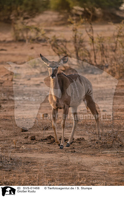 Groer Kudu / greater kudu / SVS-01468