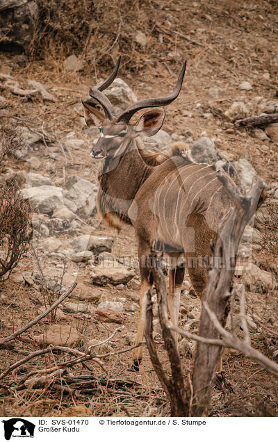 Groer Kudu / greater kudu / SVS-01470