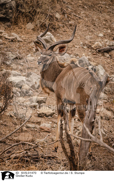 Groer Kudu / SVS-01470