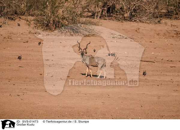Gro�er Kudu / greater kudu / SVS-01473