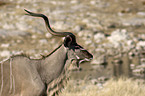 Groer Kudu Bock