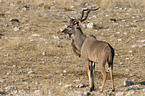 Groer Kudu Bock