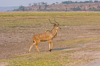 Groer Kudu