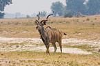 Groer Kudu