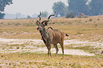 Groer Kudu