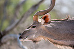 Groer Kudu