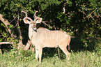 Groer Kudu