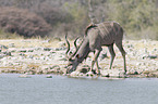 Groer Kudu