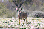 Gro�er Kudu