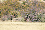 Groe Kudus