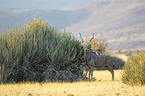 Groer Kudu